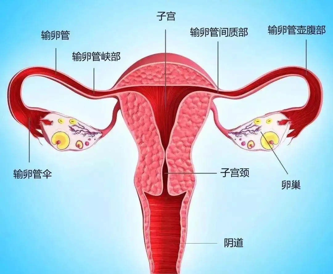 低调但很重要的输卵管，今天来认识一下！